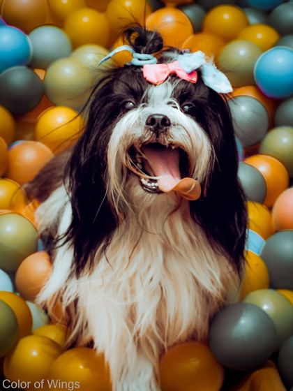 Another shot of the joyful Shih Tzu in the ball pit, tongue out and ready to play.