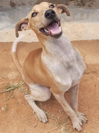 This happy face belongs to Merlyn, a rescued Indie who came to us to recover after a bad accident affecting her legs. Seeing her so full of life is why we do what we do. We offer a safe and supportive space for pets to heal.
