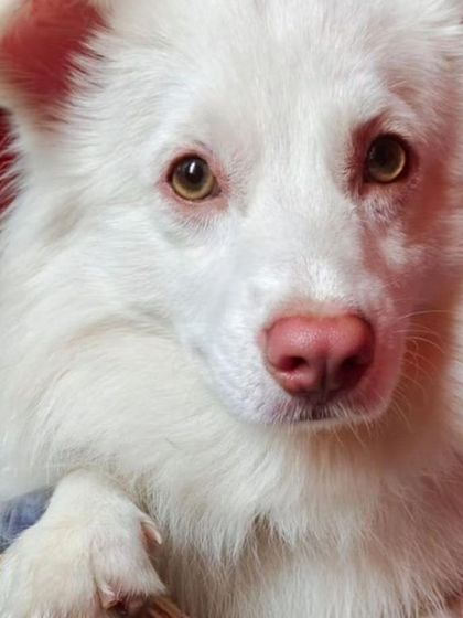A close-up of Guddu's sweet face and soulful eyes. He is a beautiful dog waiting for a family.