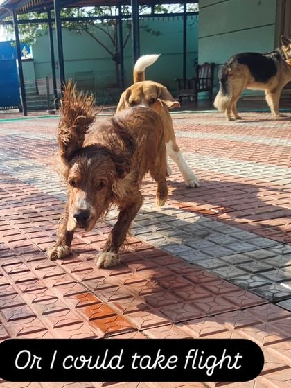 Or I could take flight. Towbi the cocker spaniel and his crazy flying ears are a constant source of entertainment.