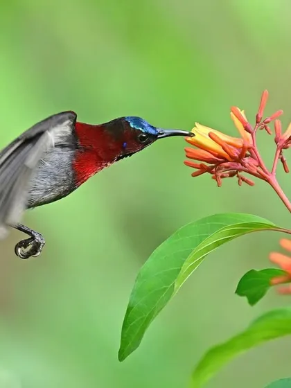 Captured in the act of feeding, this sunbird demonstrates the precise hovering flight needed to extract nectar. It is a dazzling display of energy, consuming energy to acquire energy.