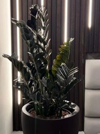 Indoor Plantscaping & Styling