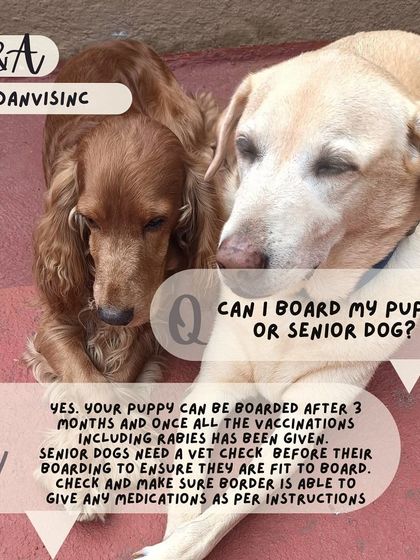 Anvis - Dog Boarding Personalized & Special Care photo 12