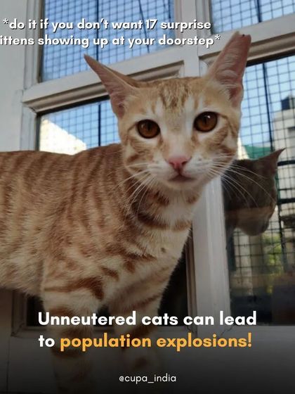 Cupa - Spay/Neuter & Animal Birth Control Our Cat Sterilization Program (TNR) photo 20