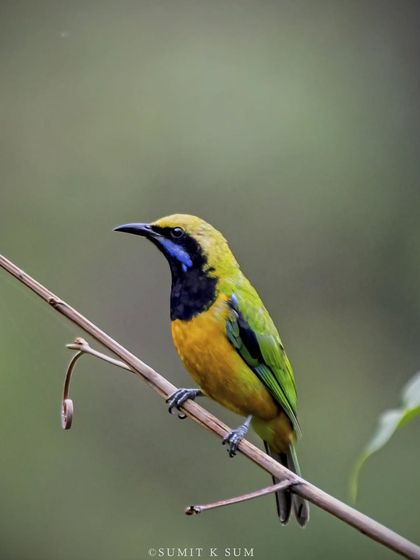 An Orange-bellied Leafbird, a resident of the lower Himalayas. Its vibrant plumage of orange, green, and blue is a feast for the eyes.