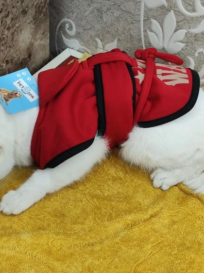 Simba models a vibrant red hooded sweater from our winter collection. This stylish piece is perfect for keeping your cat or small dog warm on chilly days.