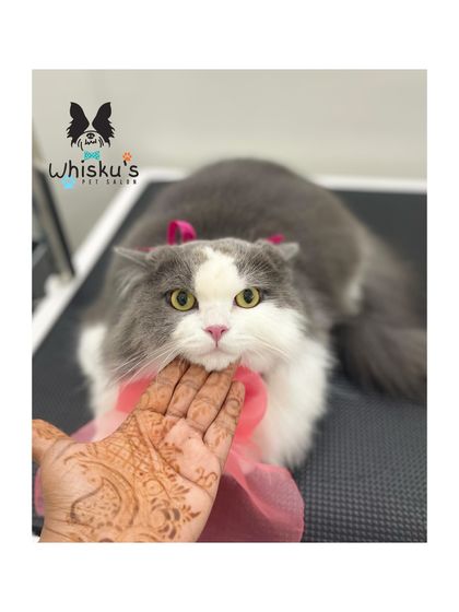 Furrybells Pet Grooming - Pet Grooming (Dogs & Cats) Cat Grooming: A Gentle Touch photo 33