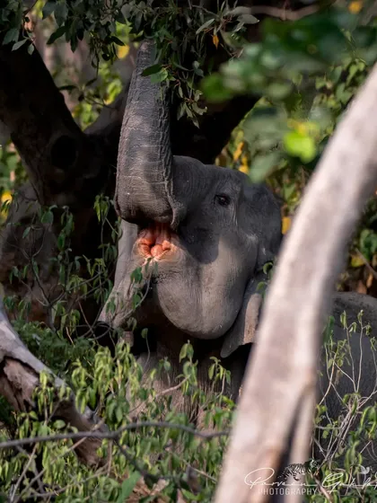 An elephant uses its trunk to reach for fresh leaves high up in a tree in Rajaji National Park, showcasing its intelligence and dexterity.