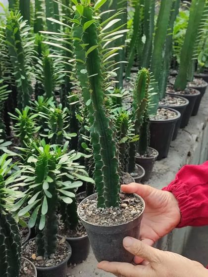 Another look at the Euphorbia cactus, showing its spiky texture up close. These are very easy to care for.