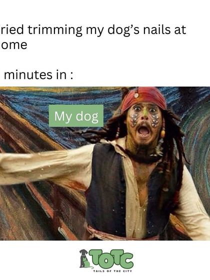 Tails of the City - Pet Grooming Tips for Pet Parents photo 15