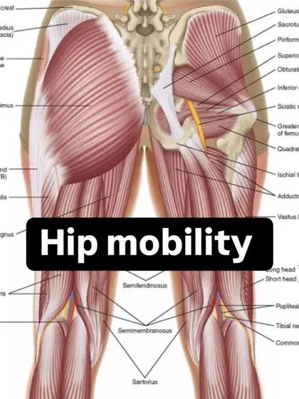 This anatomical chart highlights the complex musculature of the hips. Our mobility programs are designed to address all these muscles, ensuring balanced development and functional range of motion for our athletes.