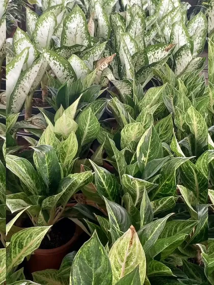Aglaonema, or Chinese Evergreen, is considered a symbol of luck. This variety, with its beautiful white and green variegated leaves, is also incredibly easy to care for.