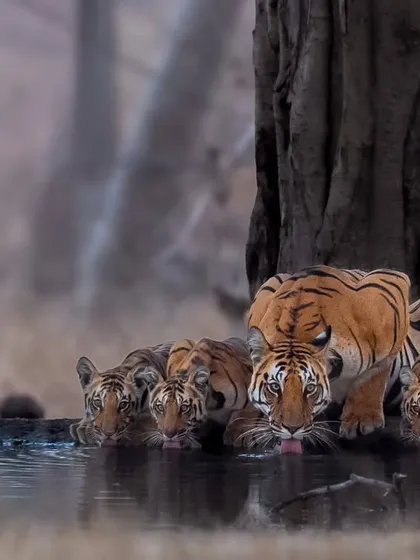 A dream moment in Pench as a tigress and her cubs come to a waterhole. Capturing family dynamics requires patience and a quiet presence. These are the moments we live for, the reward for hours of waiting in the jungle.