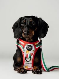 Commercial Pet Product Photography