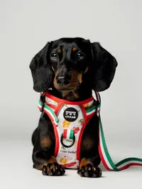Commercial Pet Product Photography