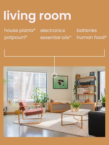 Here is a poison-proofing checklist for your living room. Be mindful of house plants, essential oils, and human foods that might be within your pet's reach.