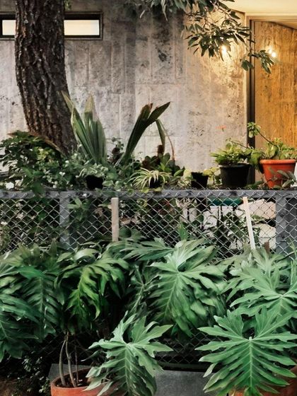 A view of the "Casa Magnifera" project, where the home's exterior is softened by lush, tropical foliage. The design intentionally preserves existing trees, integrating the architecture with the natural landscape.
