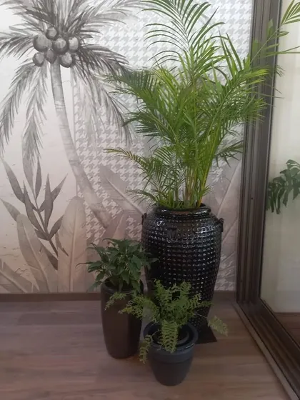 Here, I created a multi-layered plant grouping to bring life to a living room corner. A tall Areca Palm adds height and drama, while smaller plants in complementary pots create depth. This composition is carefully styled to harmonize with the client's existing decor, including the tropical-themed wallpaper.