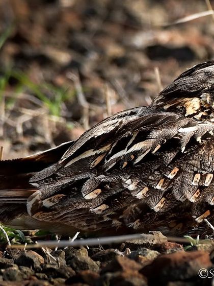 Avian Wonders: A World of Wings photo 80