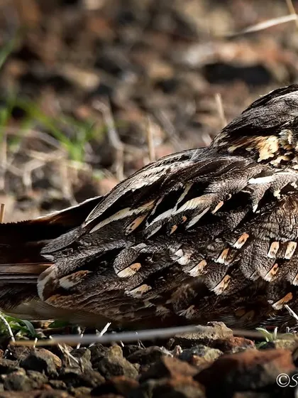 An Indian Nightjar perfectly camouflaged on the ground in Bhigwan. Their cryptic plumage makes them almost invisible during the day.