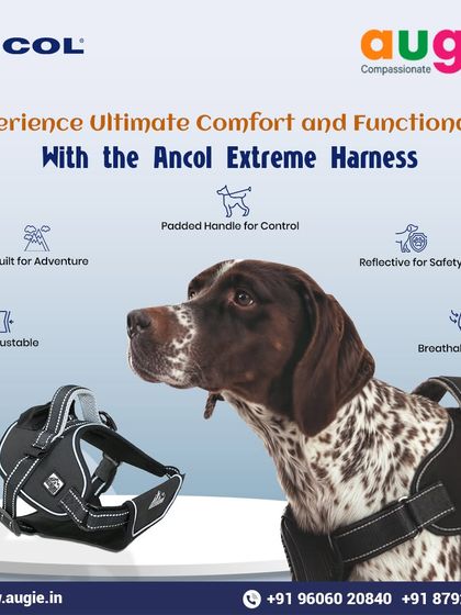 Augie Pets - Pet Supplies Adventure-Ready Gear for Every Outing photo 5