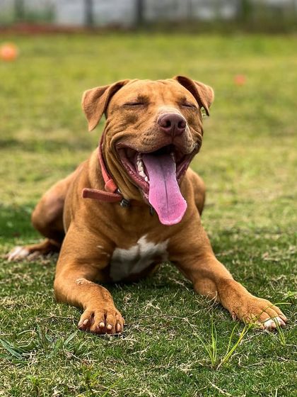 Paras Tomar - Dog Boarding & Daycare Meet Our Happy Guests photo 9