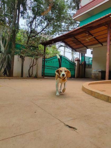 Stay - Dog Daycare A Day at Stay: Play & Socializing photo 23