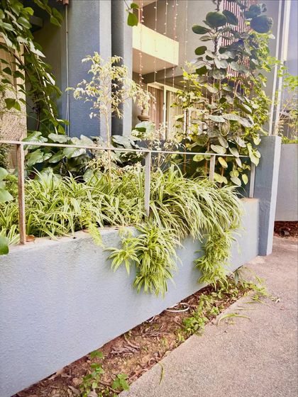 The cascading spider plants in this garden bed add so much texture and movement. It's a great example of how using plants with different growth habits can create a dynamic and interesting landscape.
