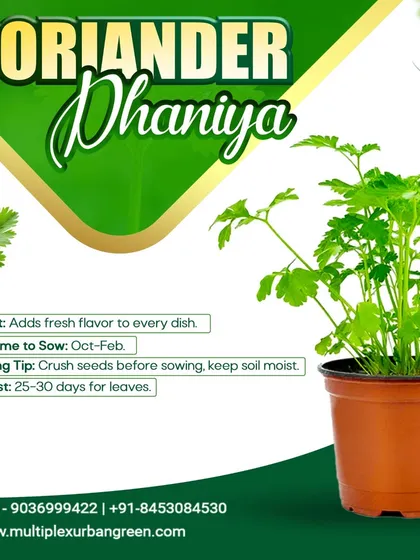 Fresh dhaniya, or coriander, is a staple in Indian kitchens, and it's incredibly easy to grow in a pot. Our chemical-free seeds and growing tips help you harvest fresh leaves in just 25-30 days for that perfect finishing touch to your meals.