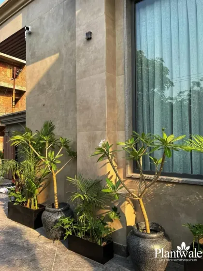 Greening up walkways and driveways adds immense curb appeal. Here, we've used a mix of potted Plumeria and palms in textured black planters to create a lush, tropical-inspired entrance to a home.