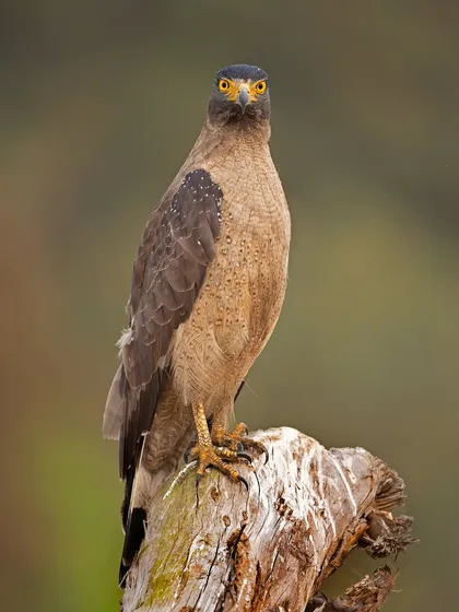 A Crested Serpent Eagle perches on a stump, its sharp eyes scanning the surroundings for prey. Its bright yellow lores and feet stand out against its brown plumage.