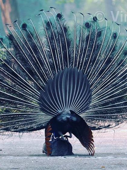An unusual scene unfolded during this mating. A young male peacock approached the pair, seemingly curious about the process. It was a fascinating behavioural observation, showing that even animals can be inquisitive about such moments.
