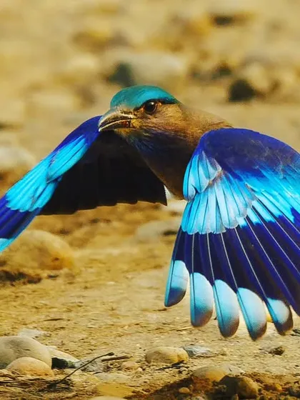 An Indochinese Roller captured mid-flight, showcasing the brilliant shades of blue on its wings. These birds are known for their acrobatic flight patterns, and this shot freezes that dynamic energy against the open sky of Kaziranga.