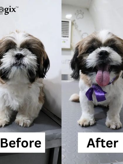 Groomed to perfection. This Shih Tzu is looking sharp and feeling great after a complete grooming session in our mobile van.