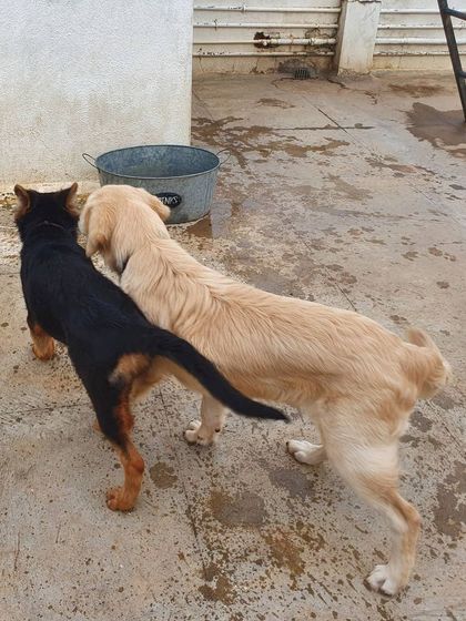 The Urban Dawg - Dog Training & Behavior Modification The Art of Socialization: Learning in a Pack photo 28