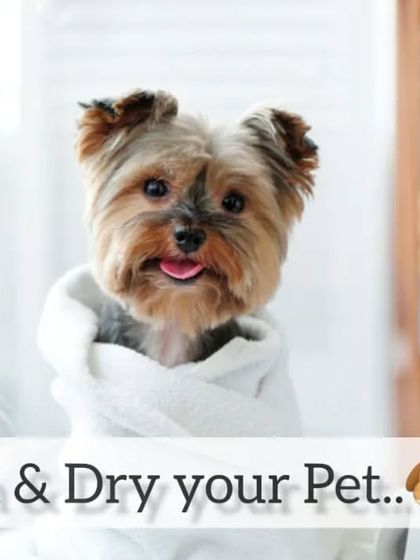 After a refreshing bath, this cute Yorkshire Terrier is all wrapped up and ready for a gentle blow-dry. It's a cozy and comfortable experience.