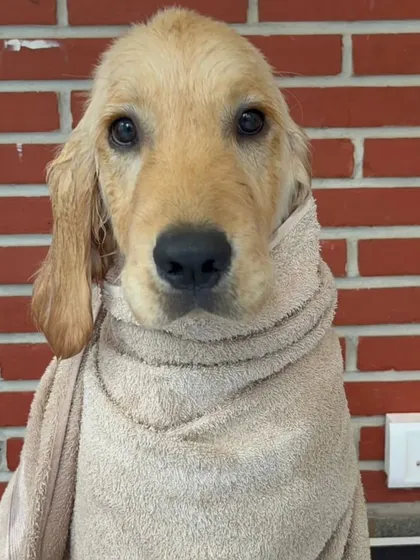 Look at that innocent face. This is the same Golden Retriever puppy, snug in his towel after his bath. I always take a moment to let them relax before moving to the next step of the grooming process.