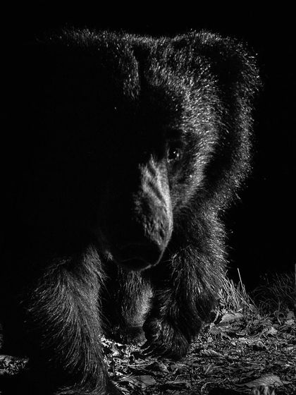 A low-key, moody portrait of a Sloth Bear emerging from the shadows.