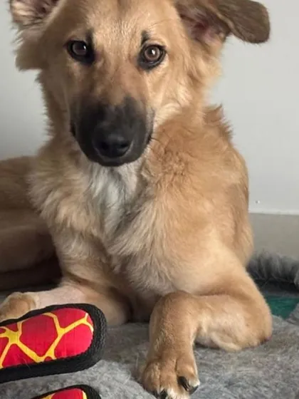 Fluffy, a 7-month-old Indie mix boy, relaxing with his toy. His foster mom says he is incredibly kind and gentle.