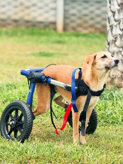 The Pawsome Camp - Dog Daycare & Boarding All Paws Welcome: Inclusive Care for Every Dog photo 3