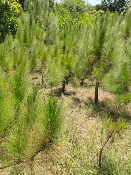These are young Pinus roxburghii, or Chir Pine, saplings. Native to the Himalayas, these will grow into majestic trees, perfect for large properties and farmhouses.