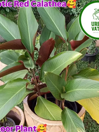 A potted Red Calathea, showing how it looks ready for a home.
