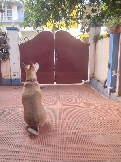 A quiet moment of anticipation. This sweet dog is sitting patiently by the gate, enjoying the sights and sounds of the neighborhood from our secure yard.