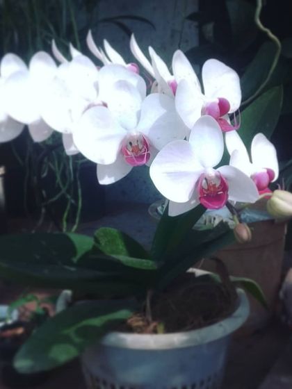 Flowering Beauties photo 7