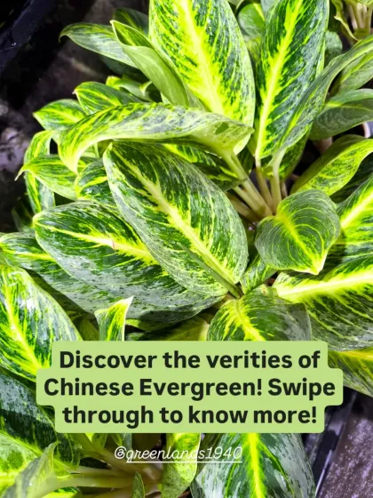 We offer many varieties of Chinese Evergreen. Swipe through to discover the different patterns and colors available at our garden centre.
