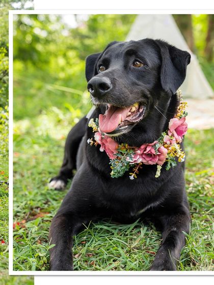 A magical portrait of Bagheera, a black dog wearing a beautiful floral collar, relaxing in the grass at Neralu Organic Orchards.