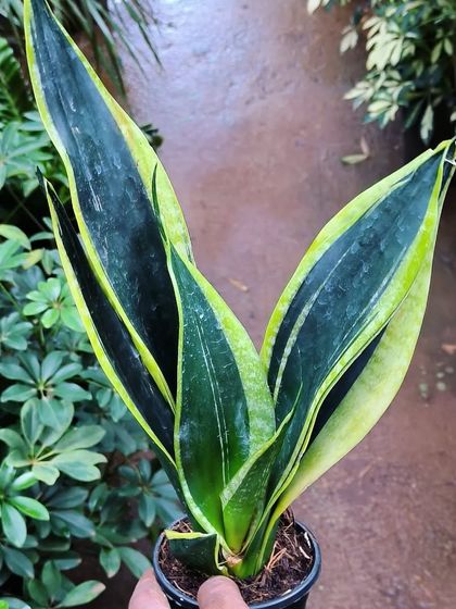 Easy-Care Indoor Plants photo 6