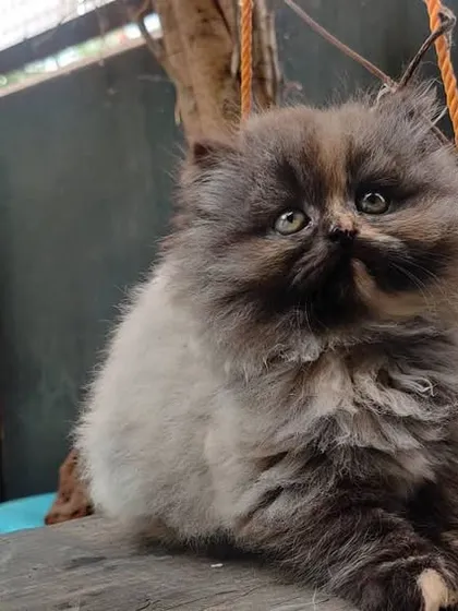 This adorable Persian kitten is settling in perfectly. We provide a stimulating and safe environment for young, playful kittens who need lots of attention and care.