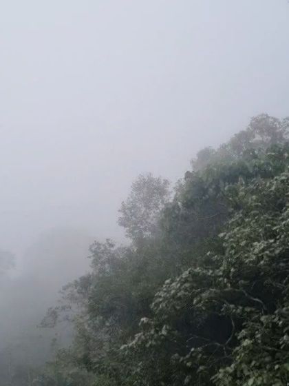 A shot of the dense fog that often covers the hills of Wayanad, creating a mysterious and beautiful atmosphere.