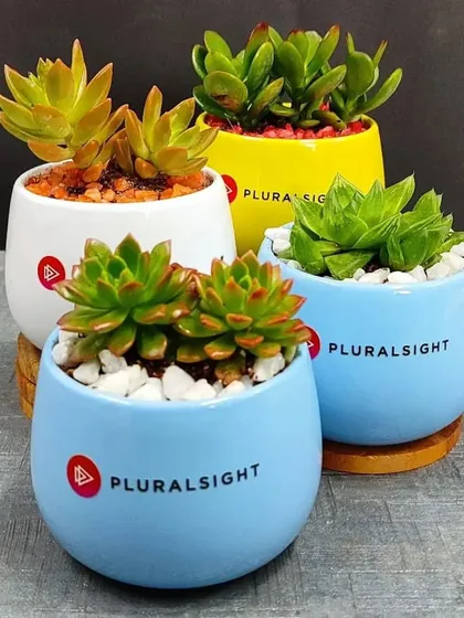An assortment of succulent gifts for Pluralsight, showing the different color combinations of pots and pebbles we offer for custom corporate orders.